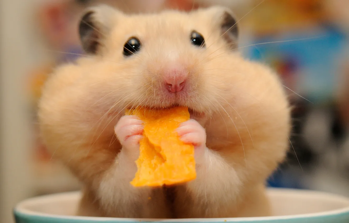Photo wallpaper hamster, muzzle, lunch, rodent, chips, cheeks