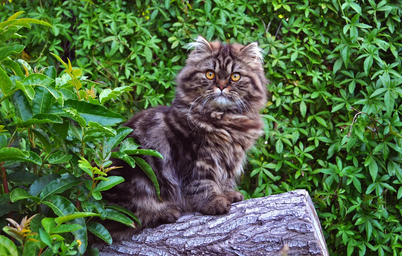 Photo wallpaper cat, summer, look, leaves, nature, pose, grey, log