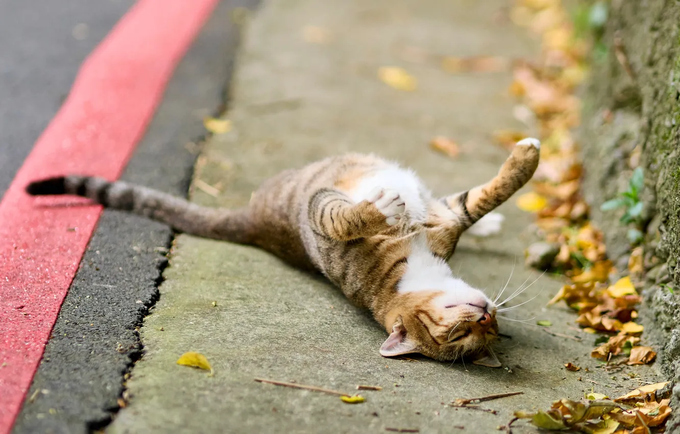 Photo wallpaper road, autumn, cat, cat, face, pose, relax, foliage