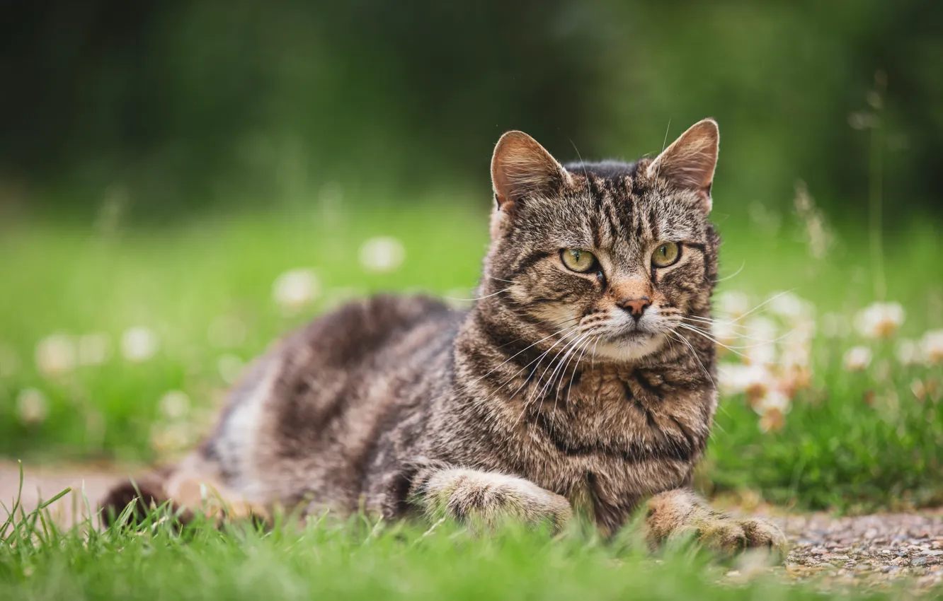 Photo wallpaper cat, summer, grass, cat, look, face, nature, pose