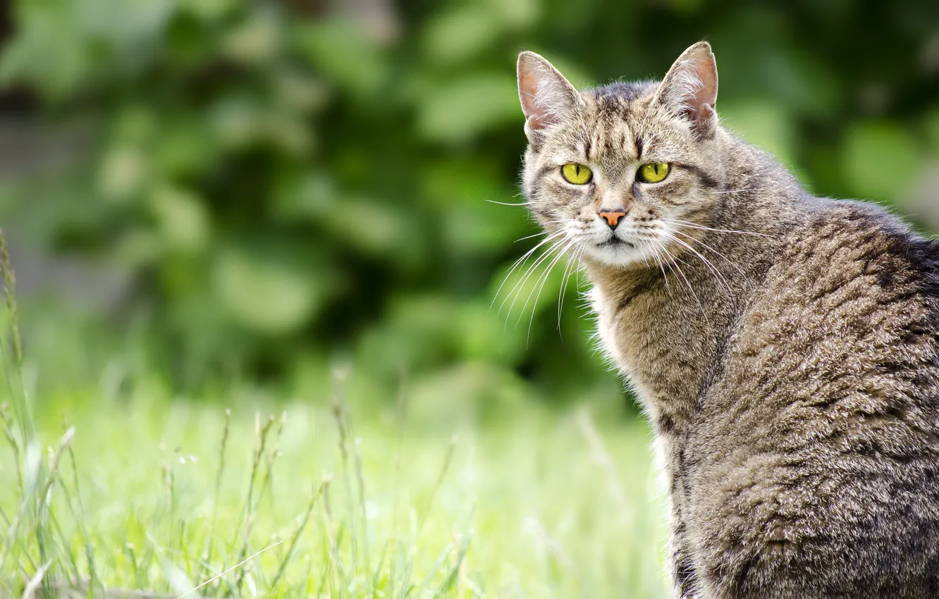 Photo wallpaper greens, cat, summer, grass, cat, look, nature, grey