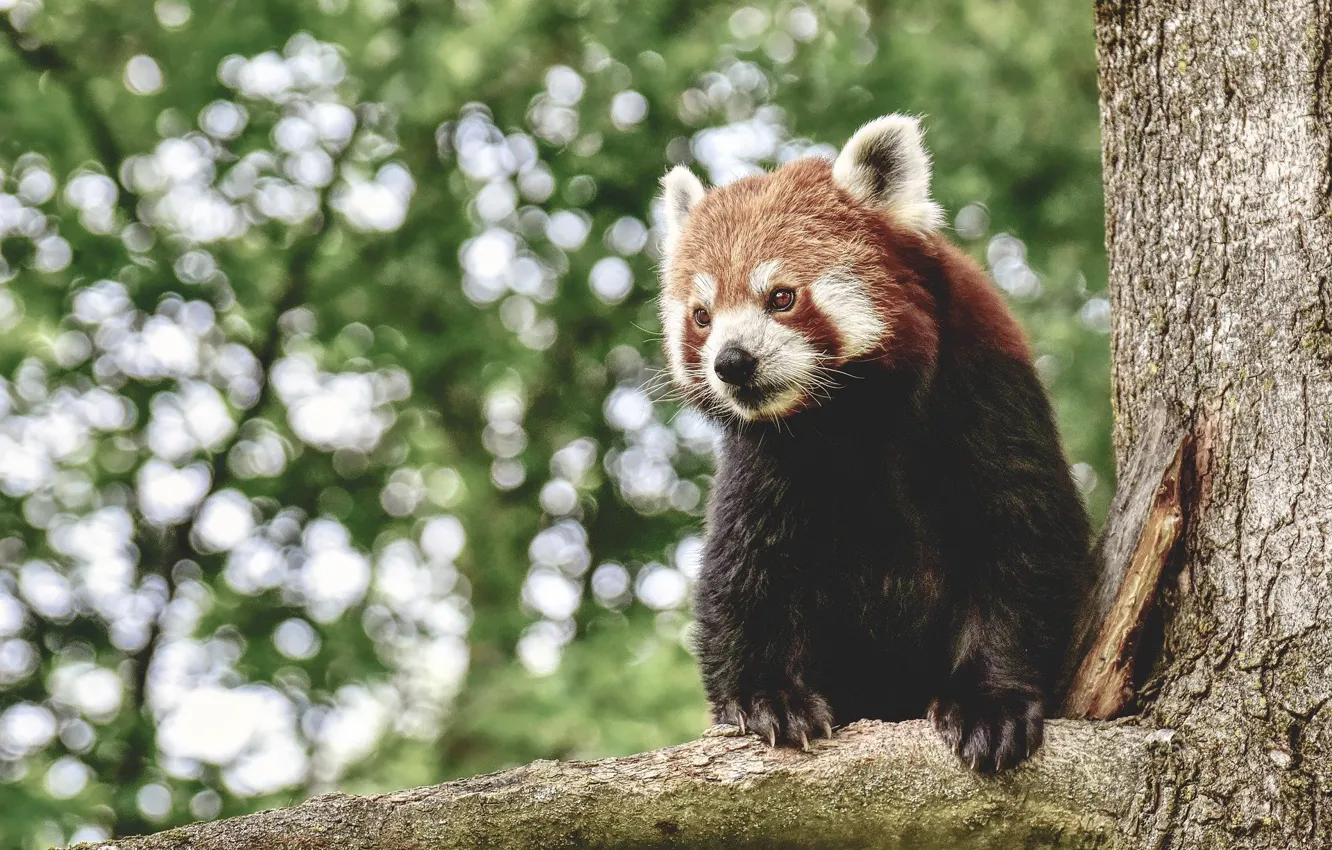 Photo wallpaper trees, branches, red, Panda, bokeh
