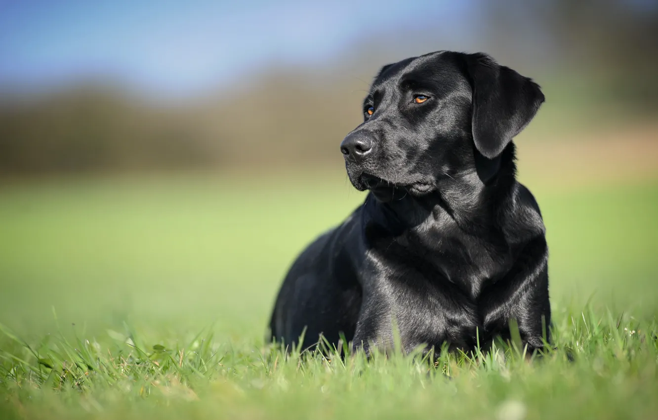Photo wallpaper background, black, dog, Labrador Retriever
