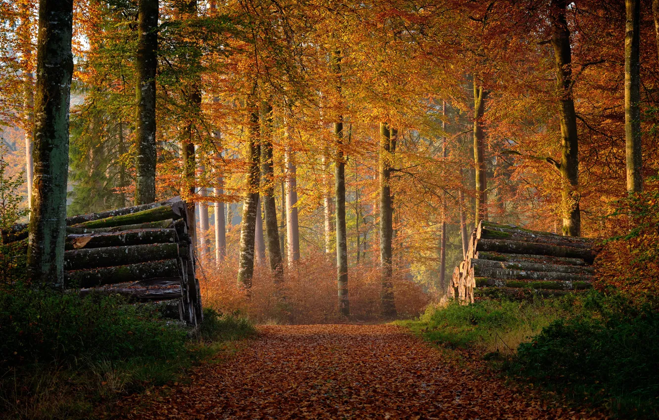 Photo wallpaper autumn, forest, logs