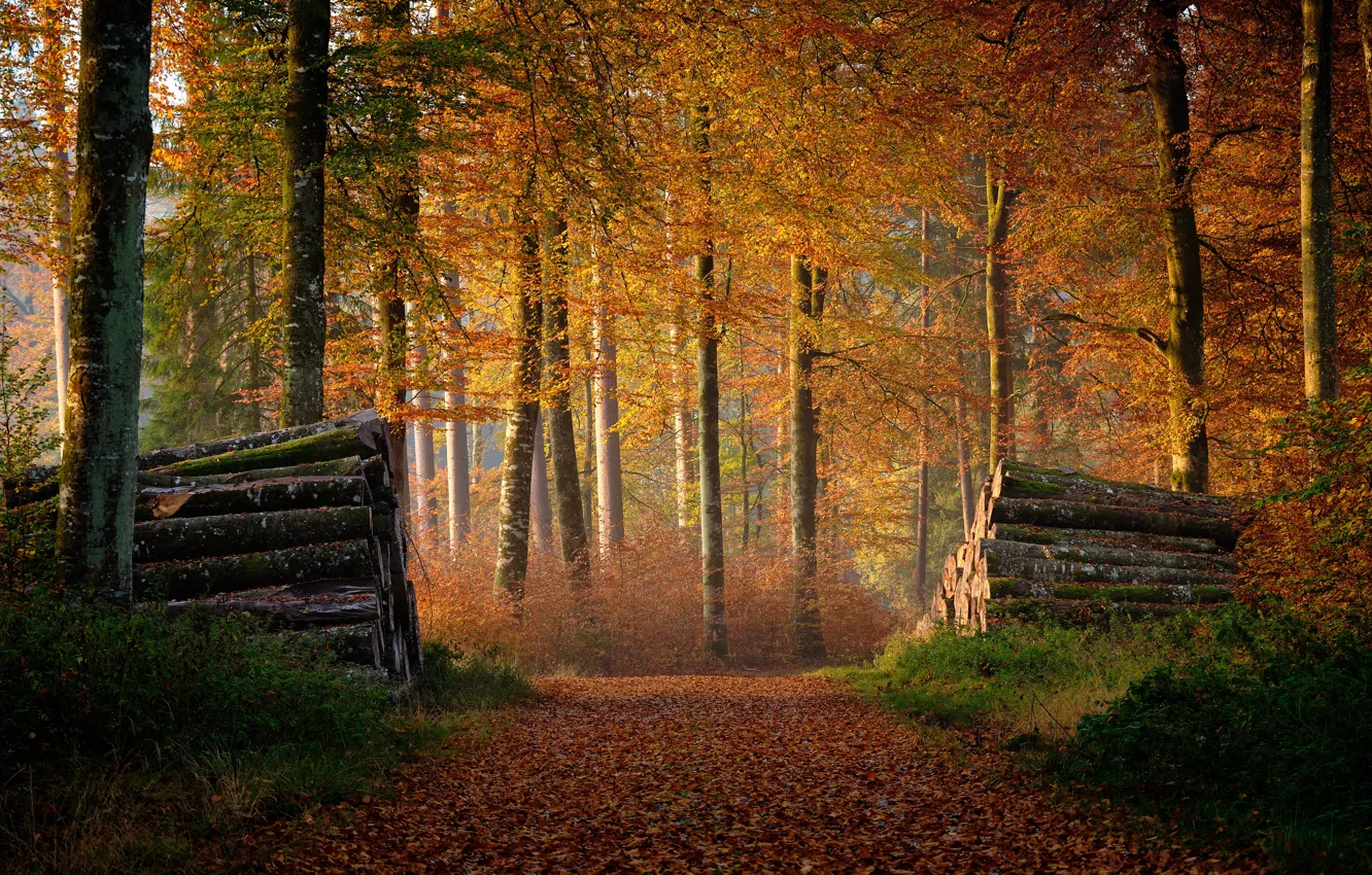 Photo wallpaper autumn, forest, log