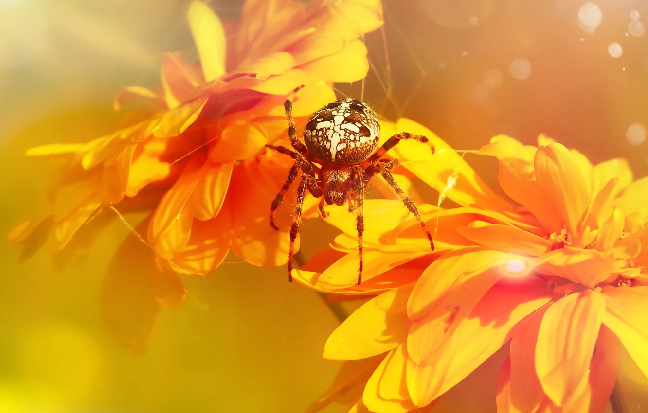 Photo wallpaper summer, macro, flowers, orange, background, bright, web, spider