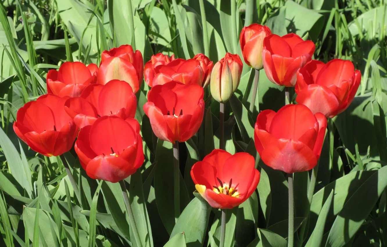 Photo wallpaper flowers, red, April, tulips, spring 2018, Mamala ©