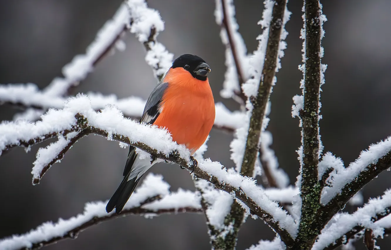 Photo wallpaper frost, snow, branches, bird, bullfinch, bokeh, Sergey Morozov, red breast