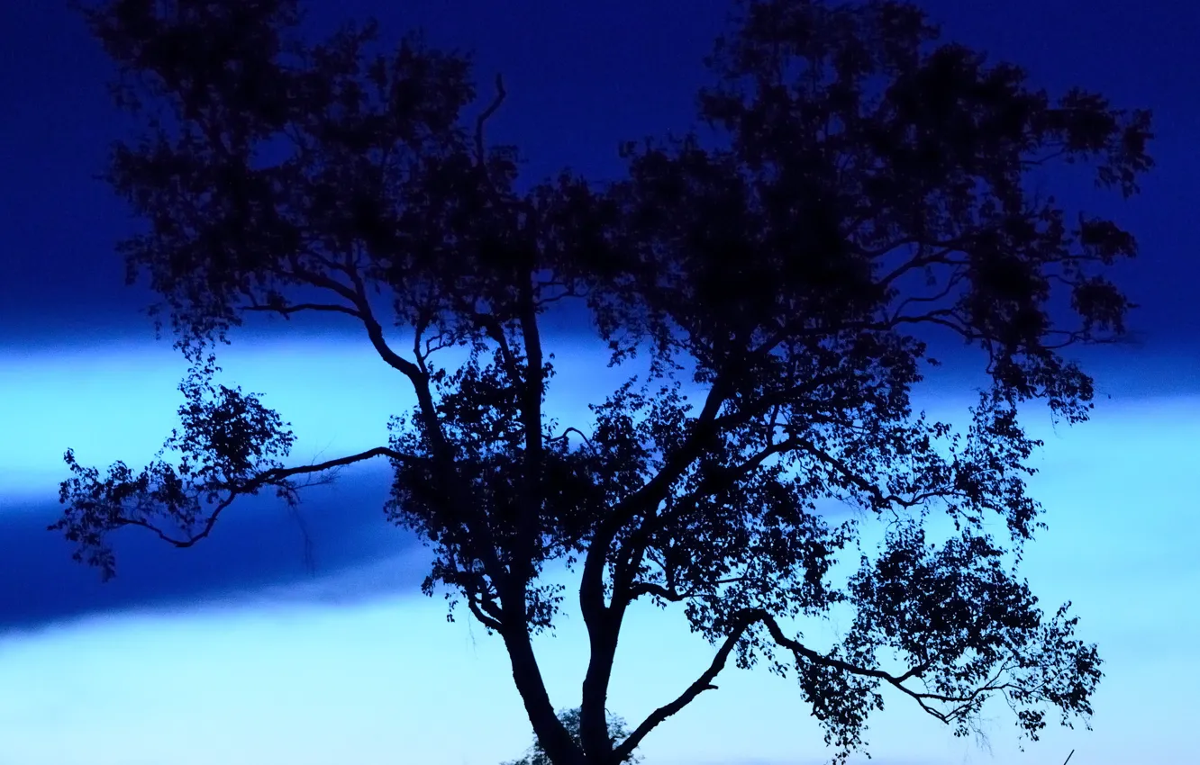 Photo wallpaper the sky, trees, night, clouds, silhouette