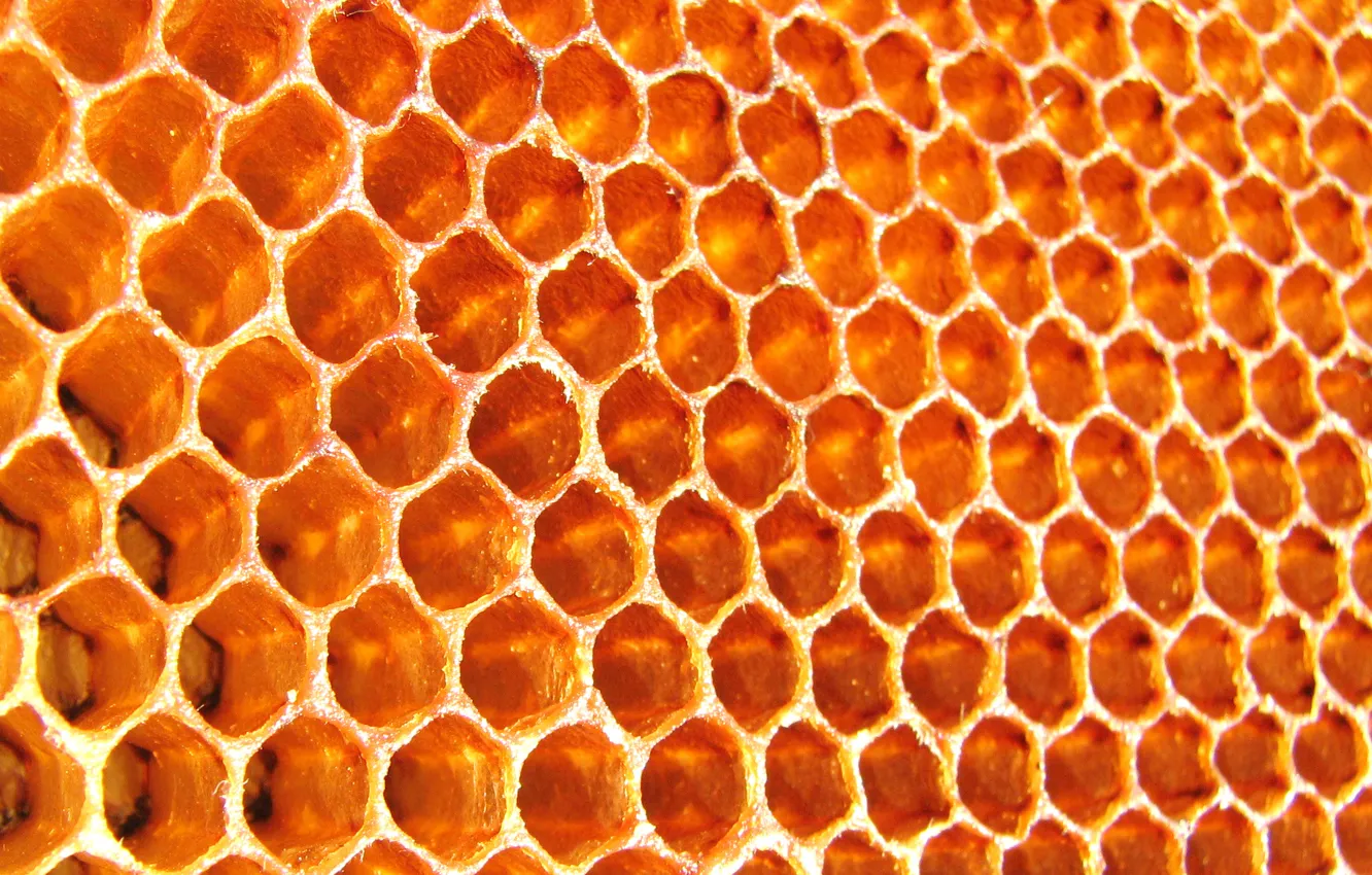 Photo wallpaper cell, bees, honey, bee