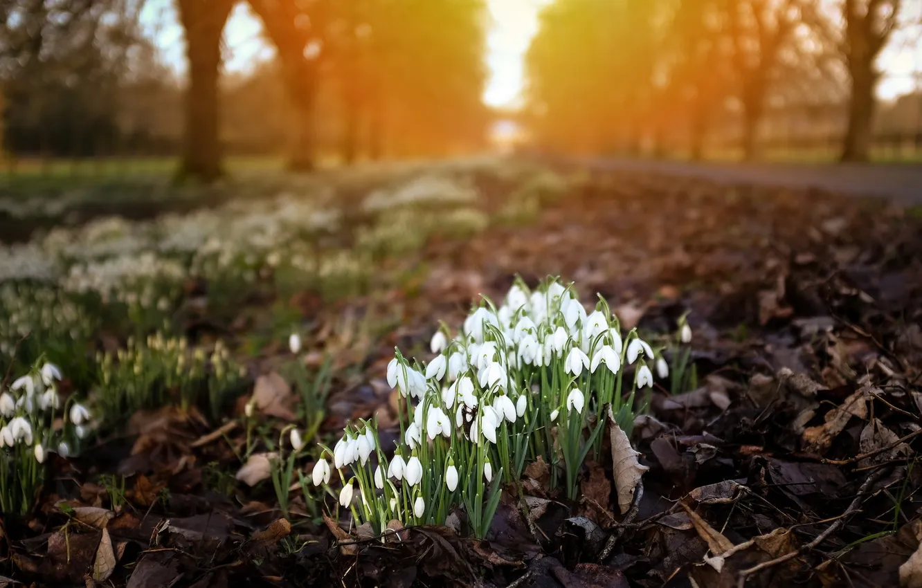 Photo wallpaper grass, trees, landscape, sunset, nature, Park, plant, spring