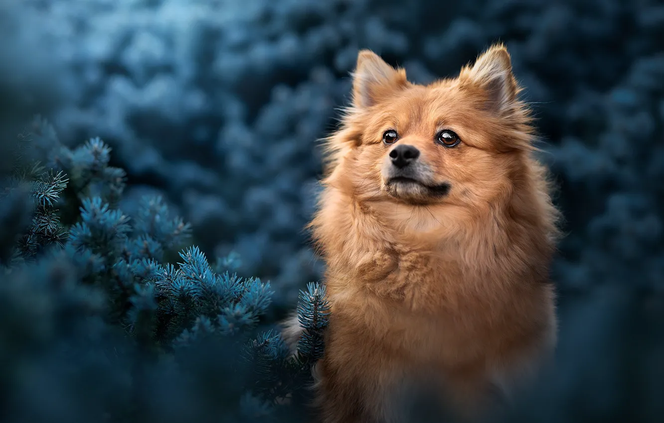 Photo wallpaper dog, face, doggie, Pomeranian