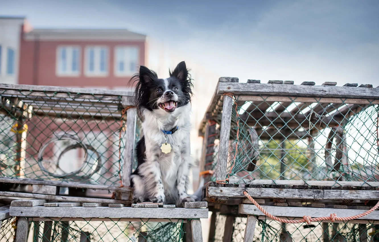 Photo wallpaper background, home, dog