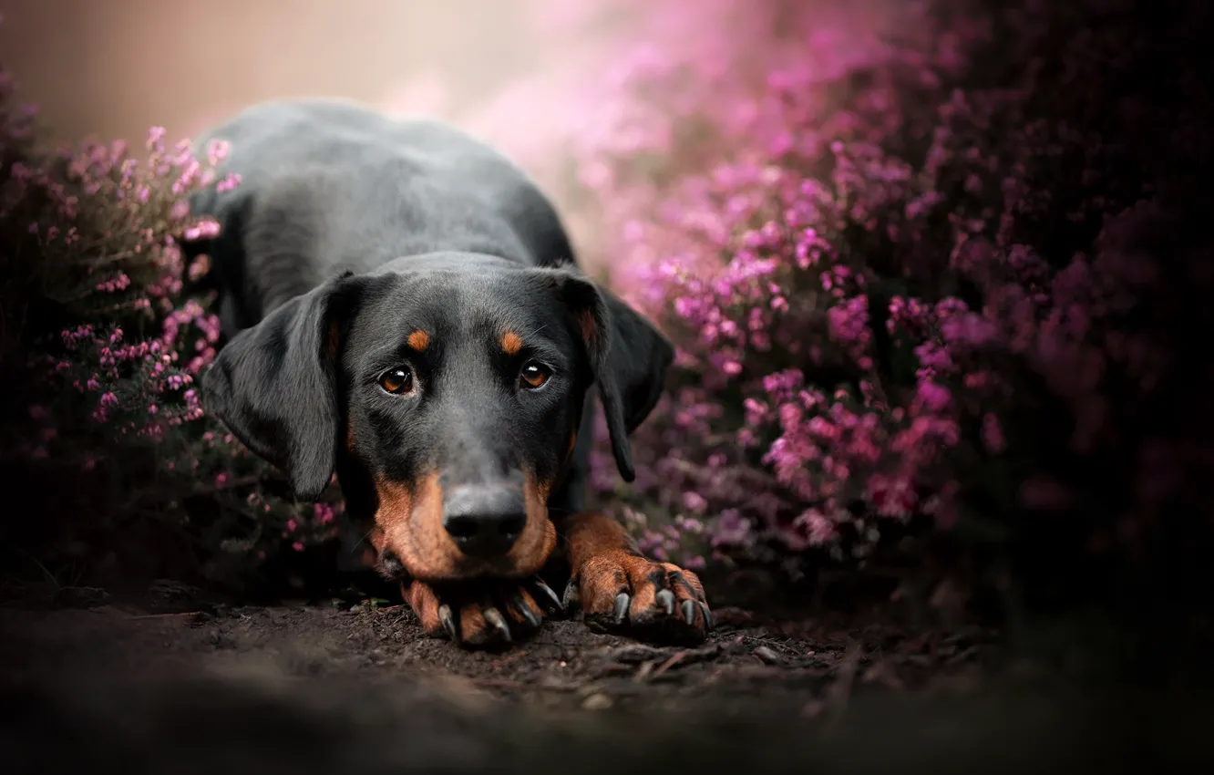 Photo wallpaper nature, each, dog