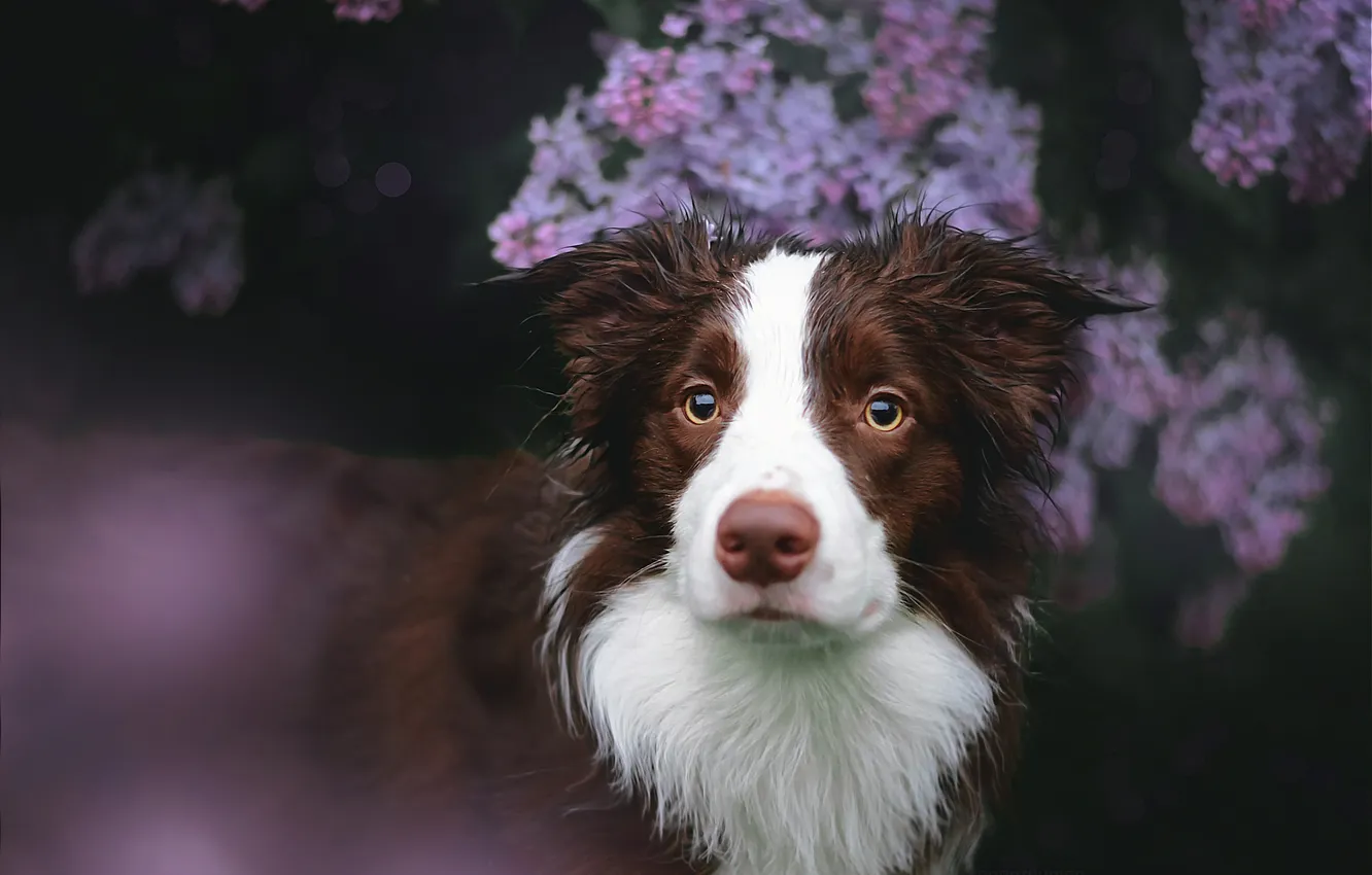 Photo wallpaper summer, look, flowers, branches, nature, pose, the dark background, dog