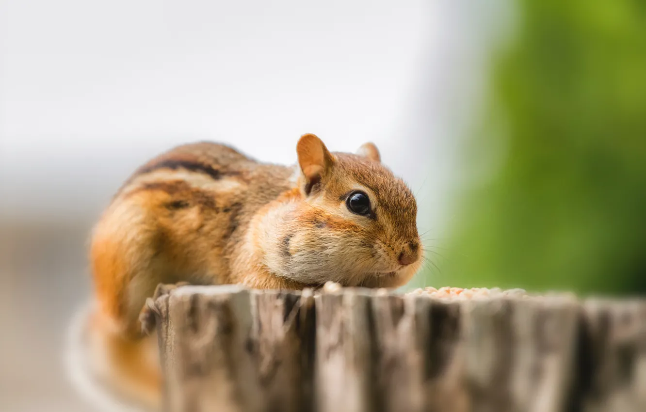 Photo wallpaper wood, squirrel, rodent