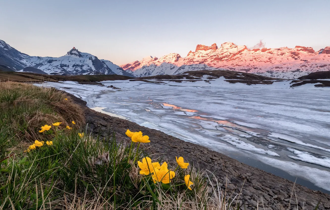 Photo wallpaper flowers, mountains, ice