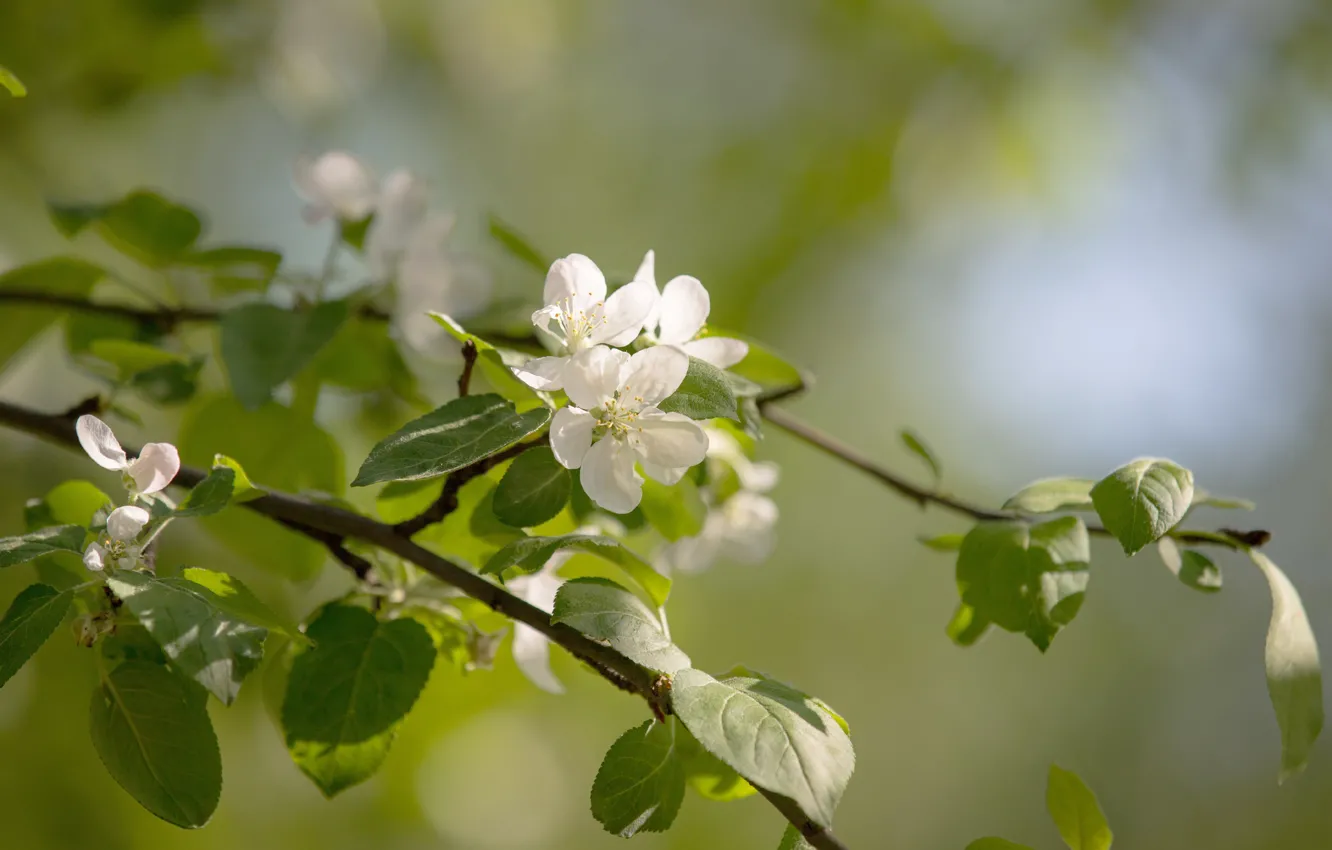 Photo wallpaper flowers, Park, spring, may, blooms, Sunny, Apple, flowering