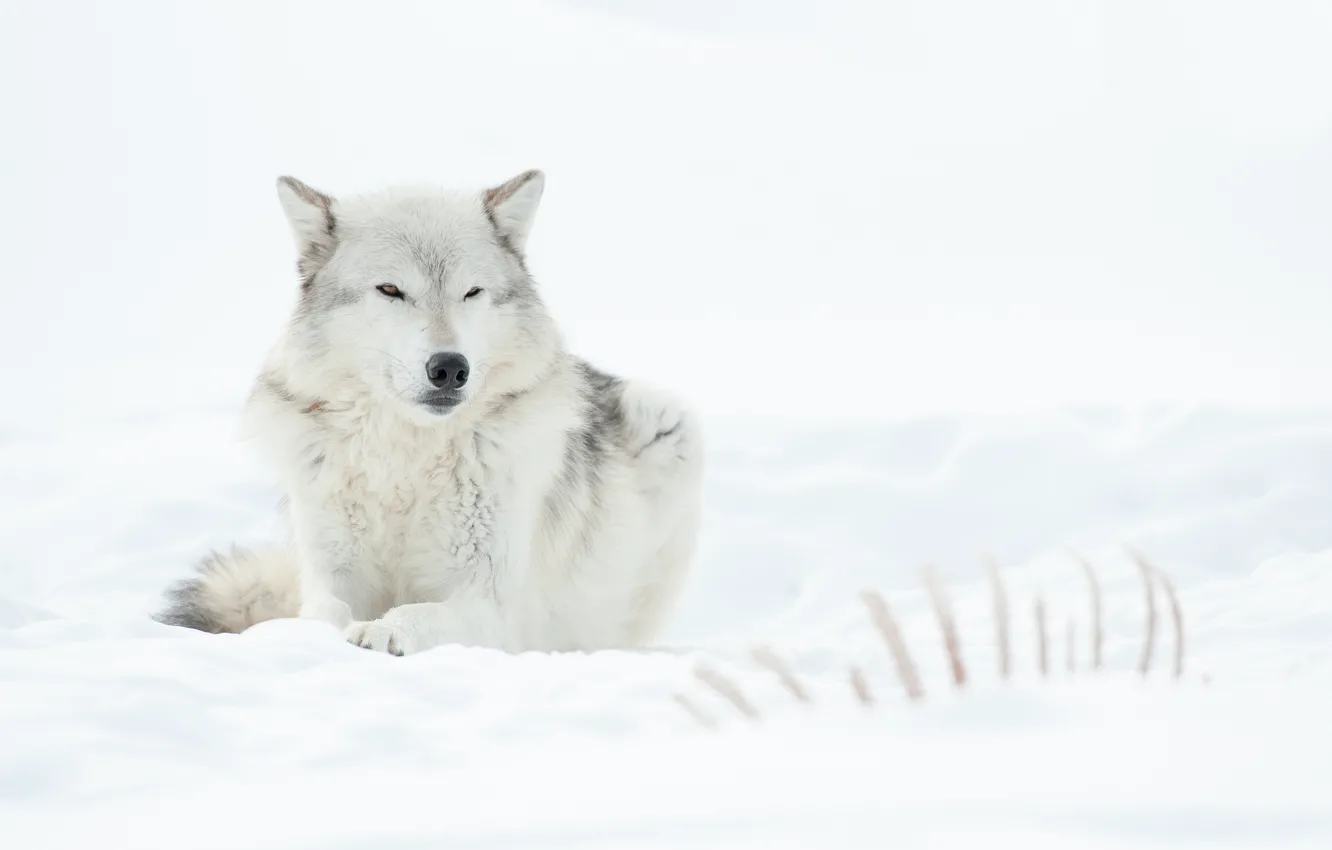 Photo wallpaper winter, nature, wolf