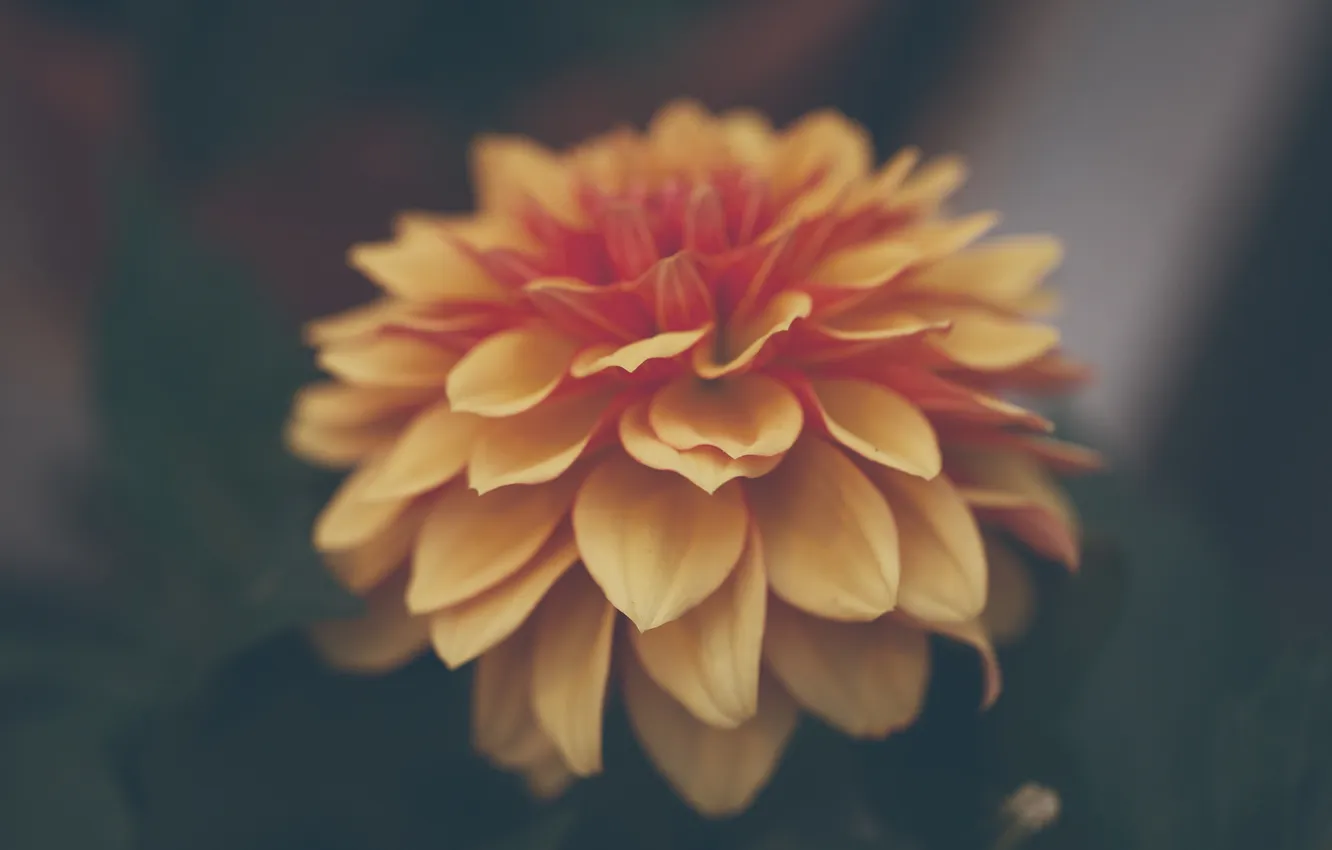 Photo wallpaper macro, flowers, petals