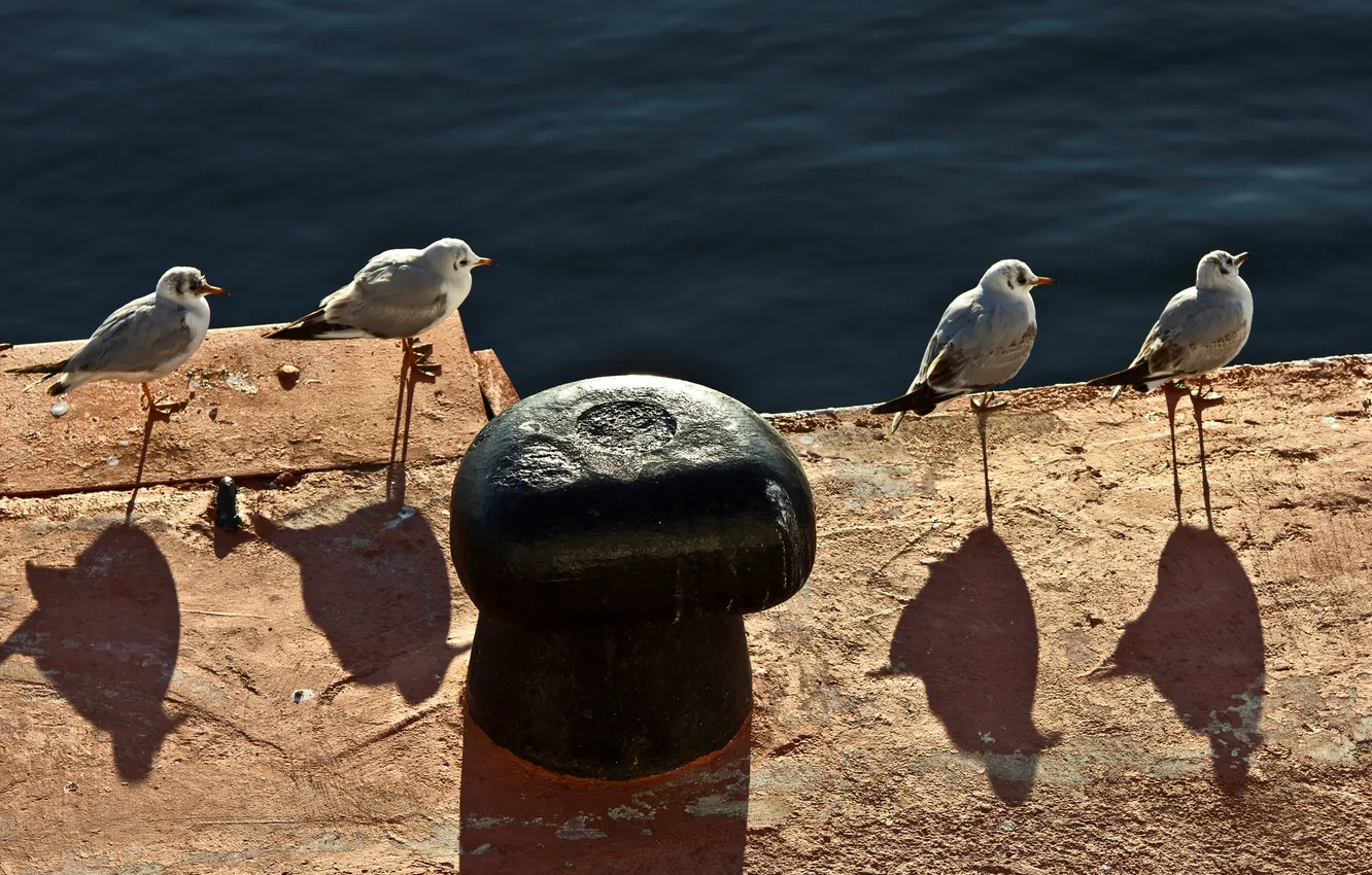 Photo wallpaper water, birds, seagulls, pier