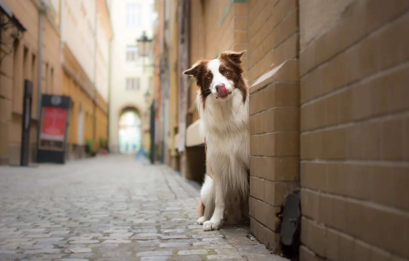 Photo wallpaper Dog, Street, Border Collie, Look, The border collie, Townhouses