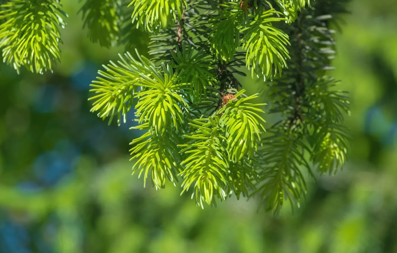 Photo wallpaper greens, needles, branches, green, sprig, spring, gentle, needles