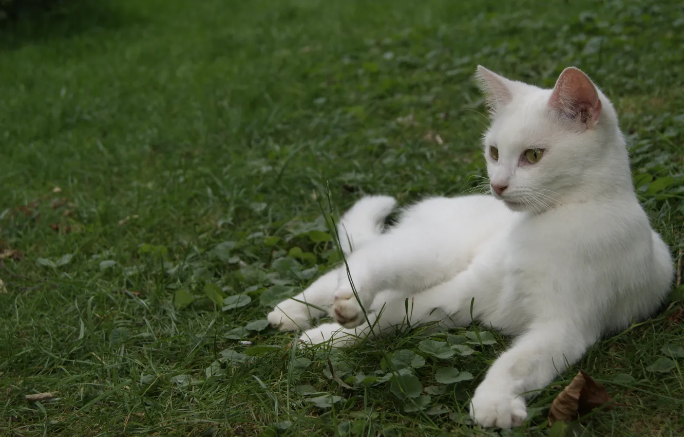 Photo wallpaper cat, white, grass, lies, color
