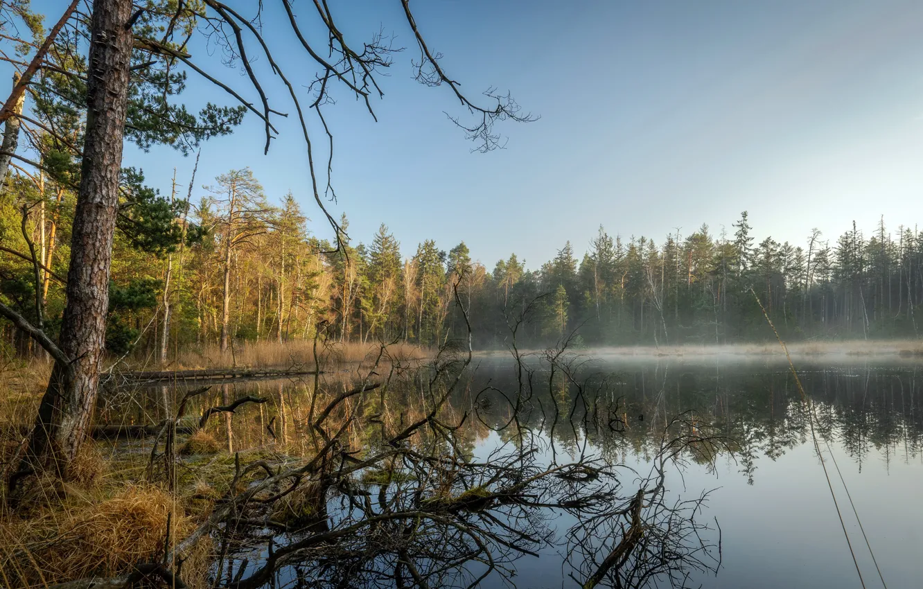 Photo wallpaper forest, lake, morning