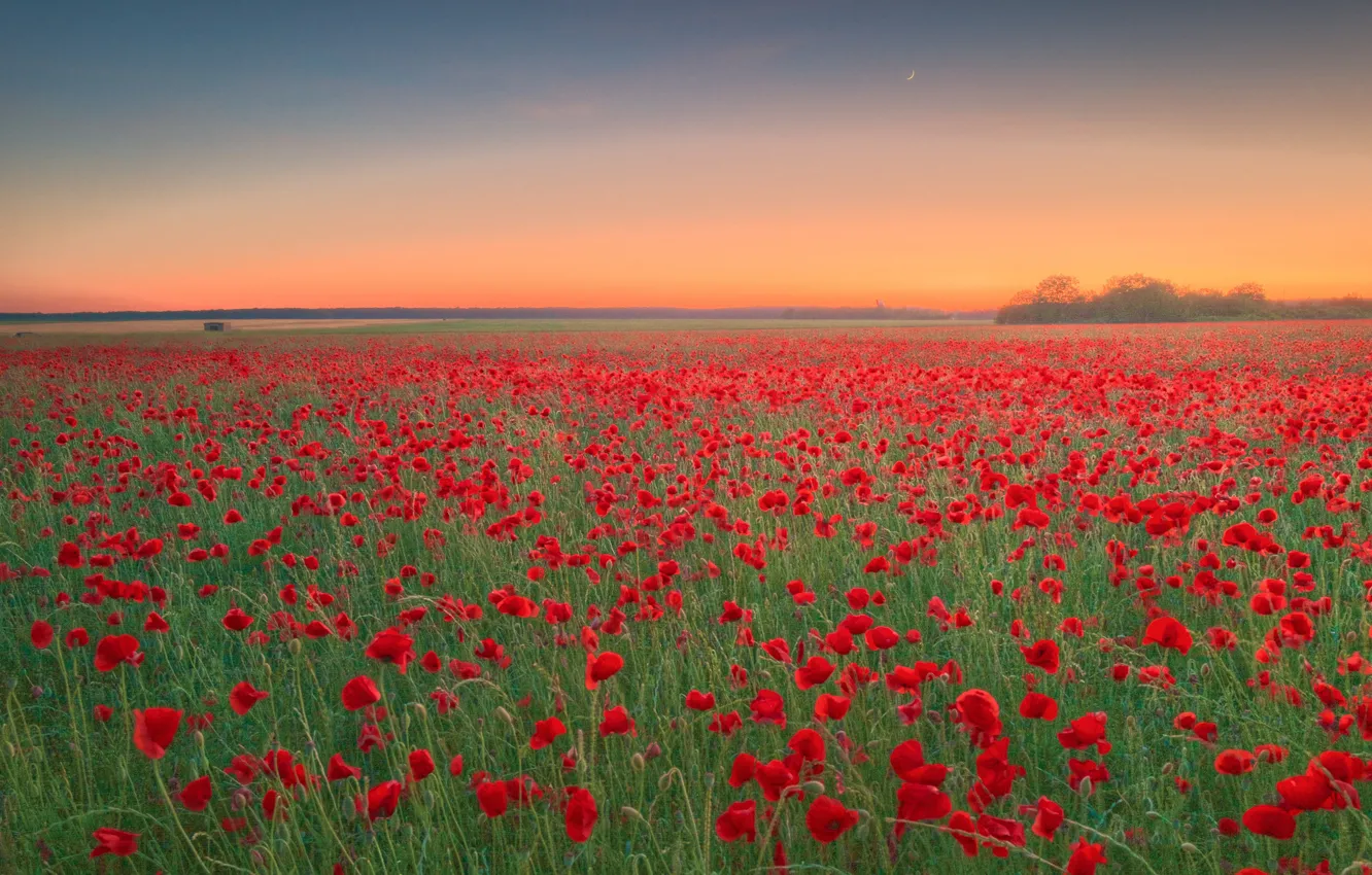 Photo wallpaper flowers, red, Maki, poppy field