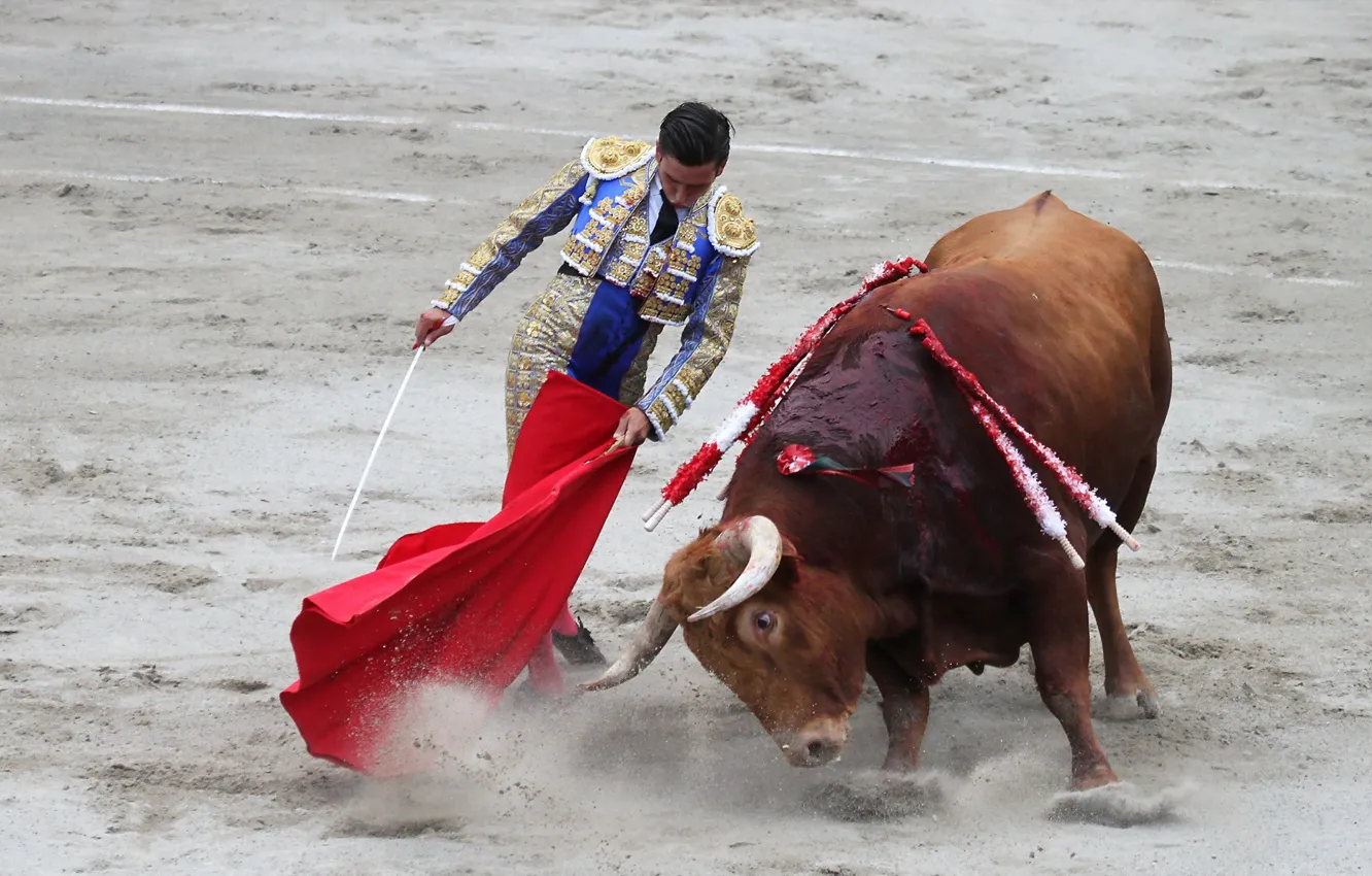 Photo wallpaper bull, Matador, Korea