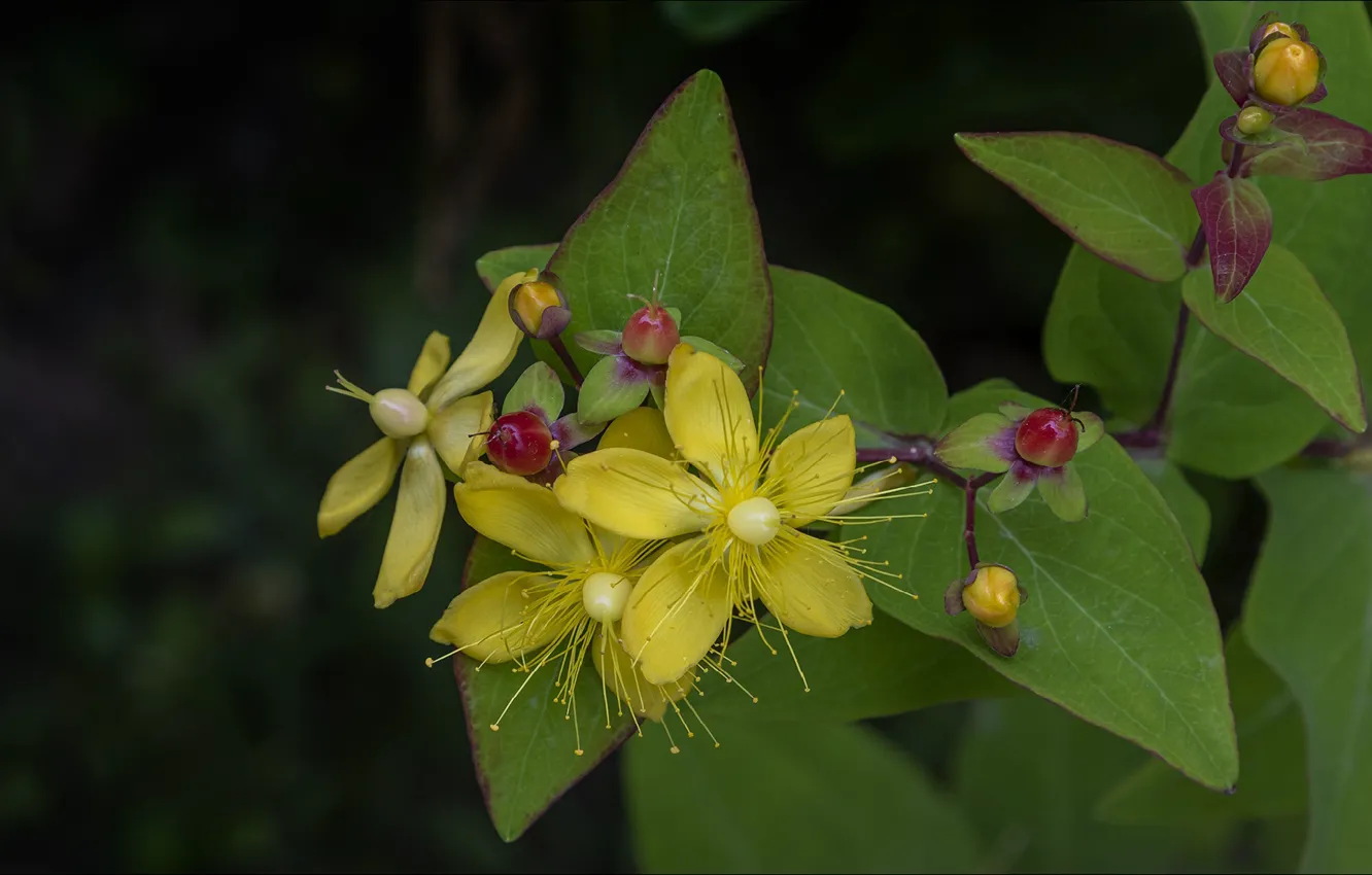 Photo wallpaper flowers, yellow, nature, fruit, nature, yellow, flowers, fruit