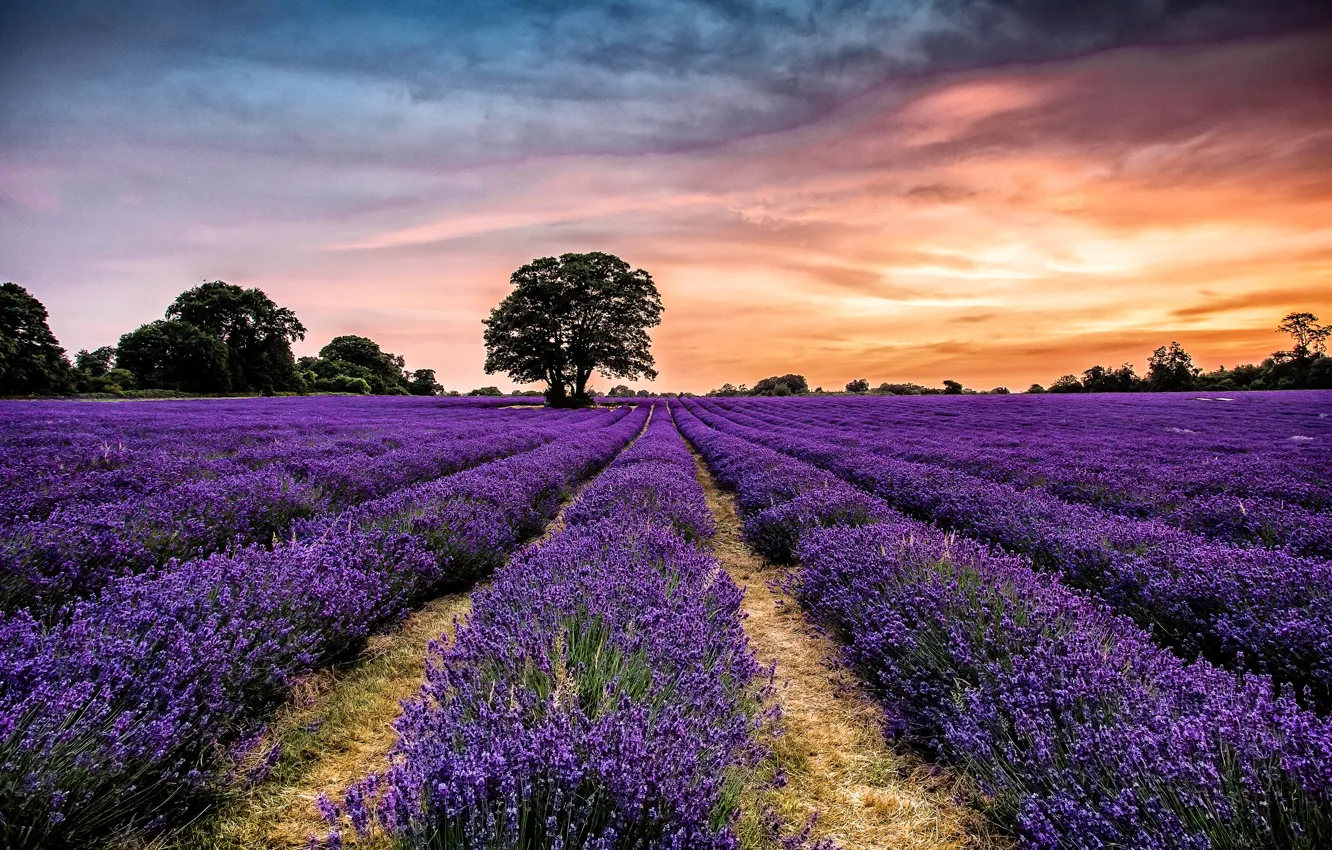 Photo wallpaper the sky, clouds, trees, sunset, flowers, lavender