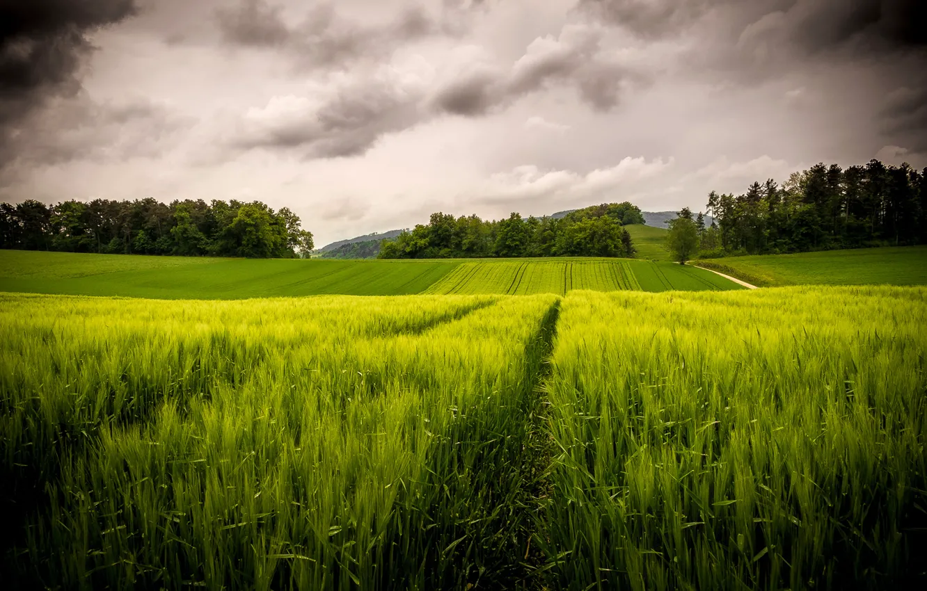 Photo wallpaper field, the sky, trees, clouds, hills