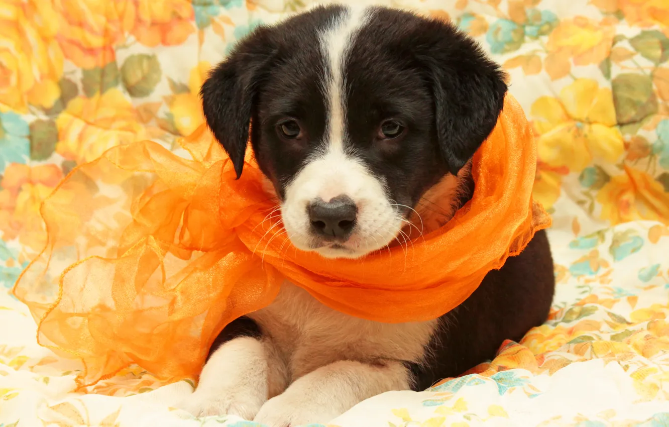 Photo wallpaper background, dog, puppy, scarf, Wallpaper from lolita777