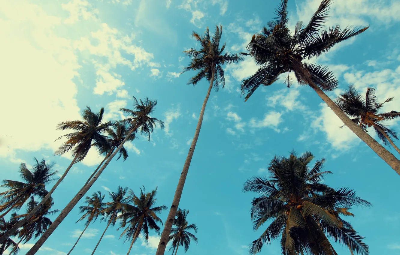 Photo wallpaper the sky, clouds, trees, palm trees, the top