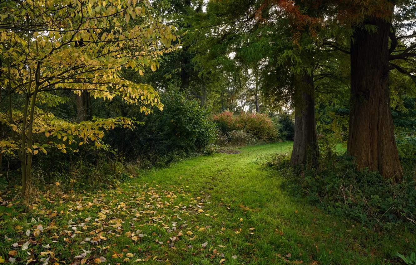 Photo wallpaper leaves, trees, Park, path