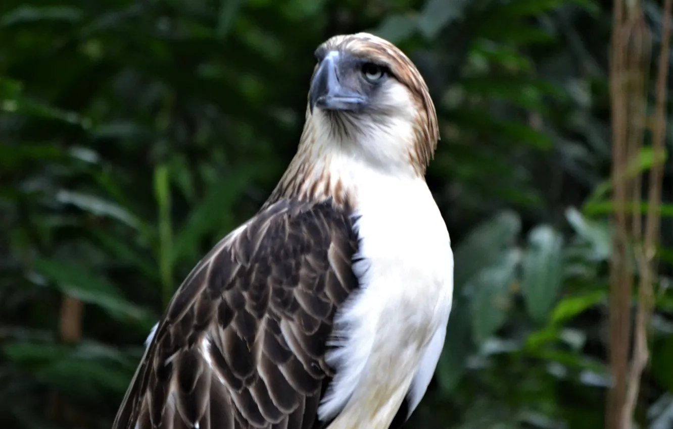 Photo wallpaper bird, Philippine Eagle, monkey-eating eagle