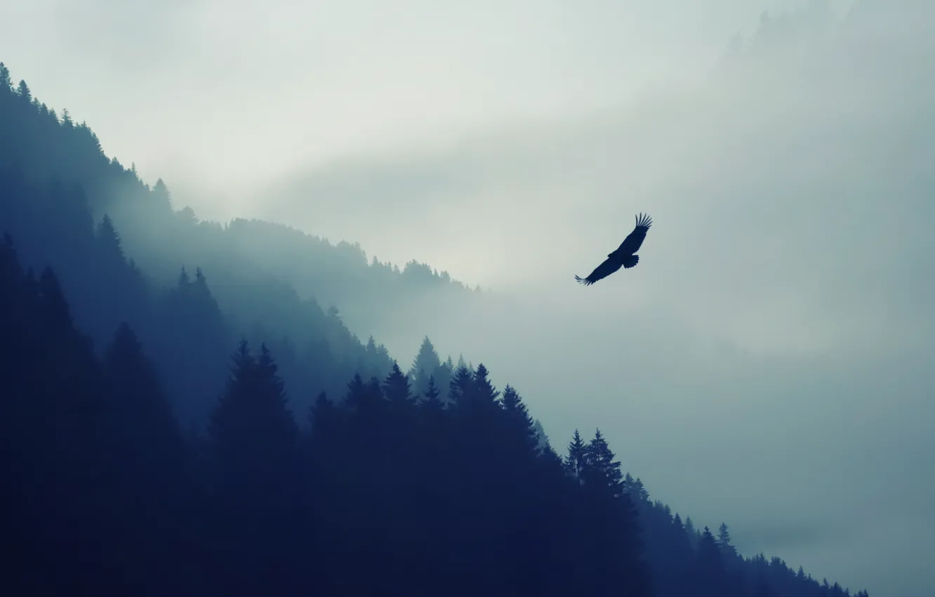 Photo wallpaper forest, trees, nature, fog, animal, bird