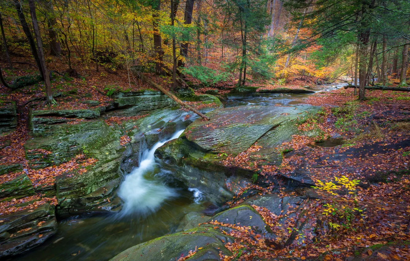 Photo wallpaper autumn, forest, river, waterfall, PA, Pennsylvania, Ricketts Glen State Park, Sullivan Falls