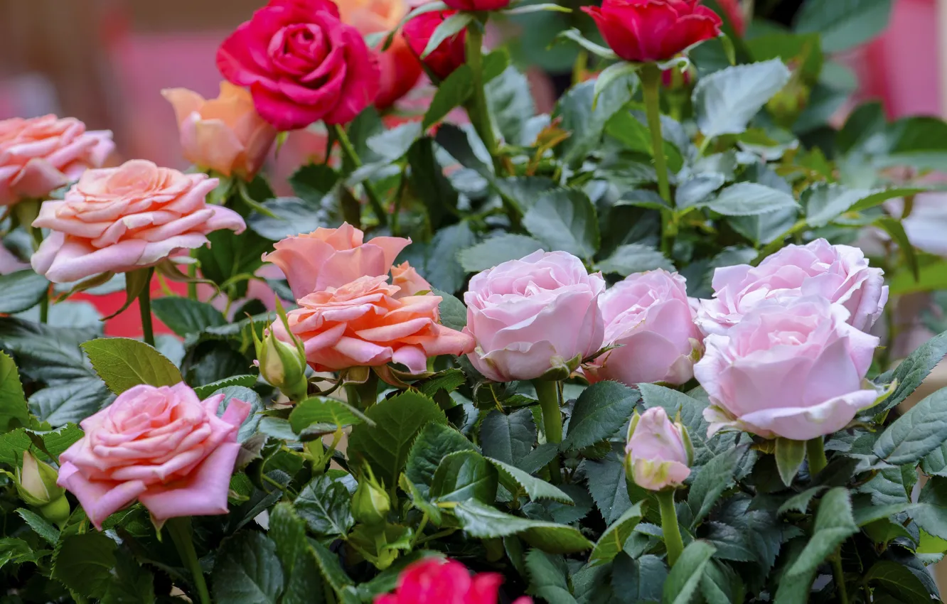 Photo wallpaper flowers, nature, roses, buds, a lot