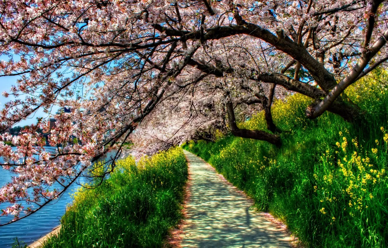 Photo wallpaper grass, trees, river, spring, hdr, track, green, cherry blossoms