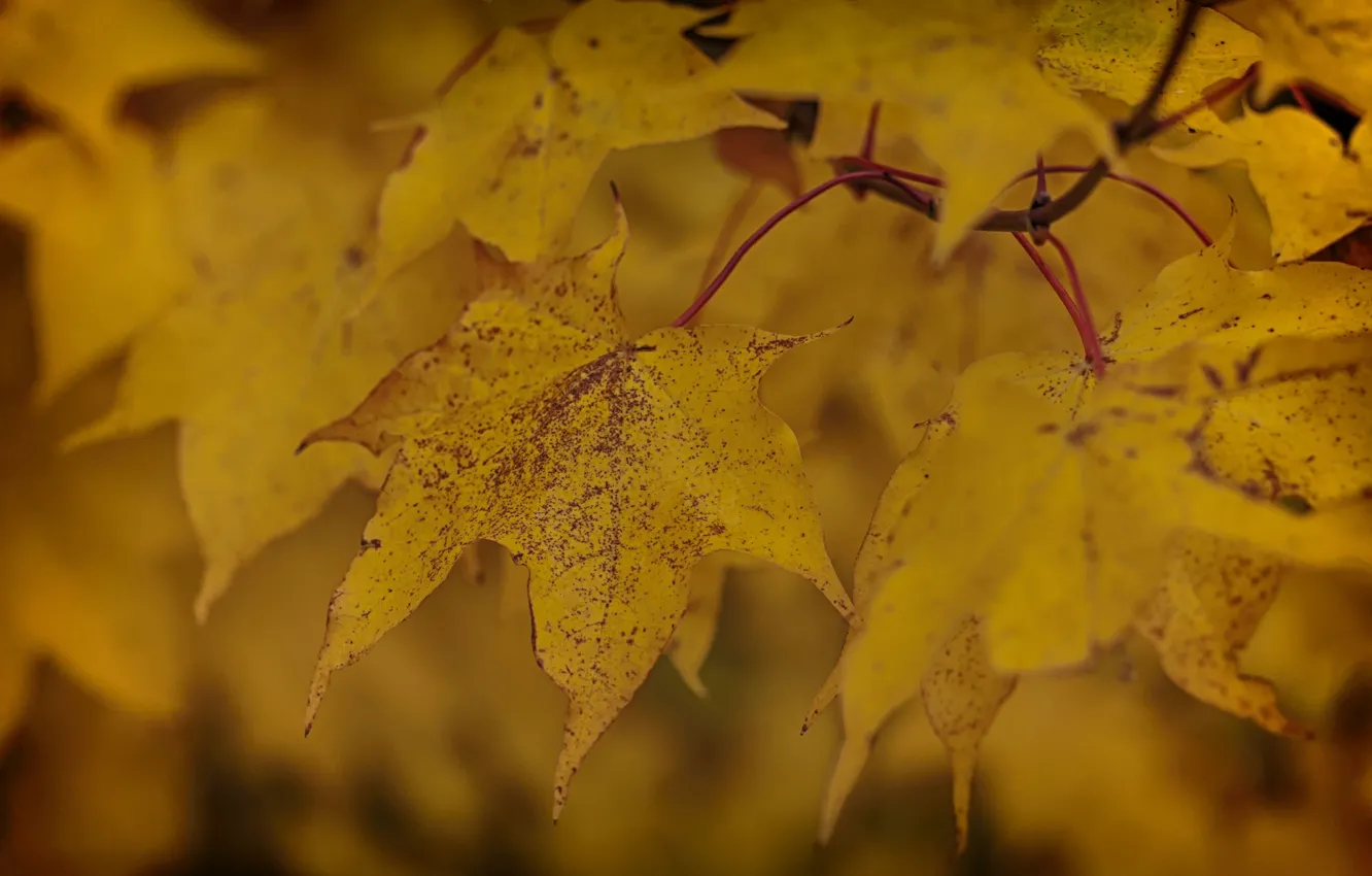 Photo wallpaper leaves, branch, yellow, autumn
