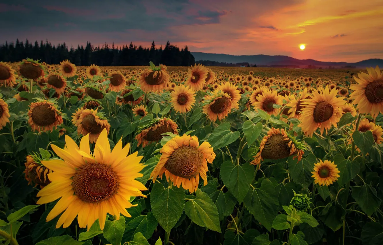 Photo wallpaper field, the sky, sunflowers, sunset, flowers