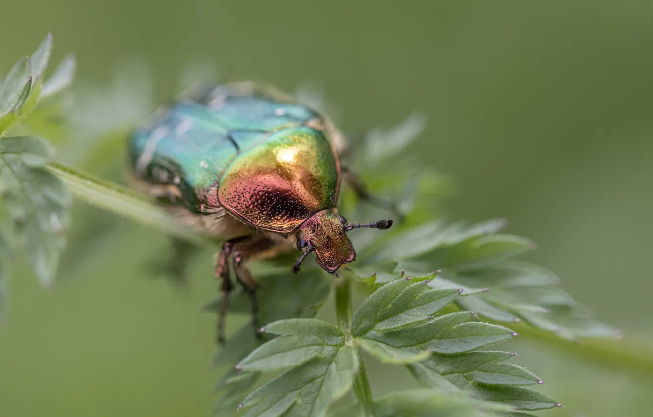 Photo wallpaper macro, beetle, brantovka
