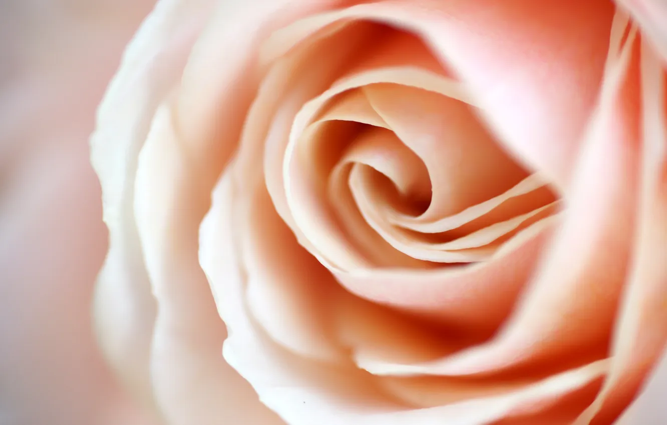 Photo wallpaper flower, rose, gentle, cream