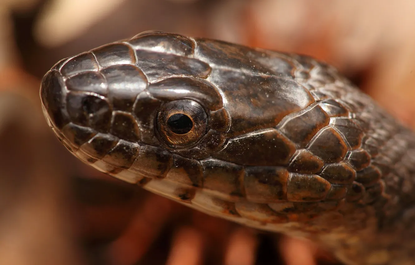 Photo wallpaper macro, snake, Northern Water Snake