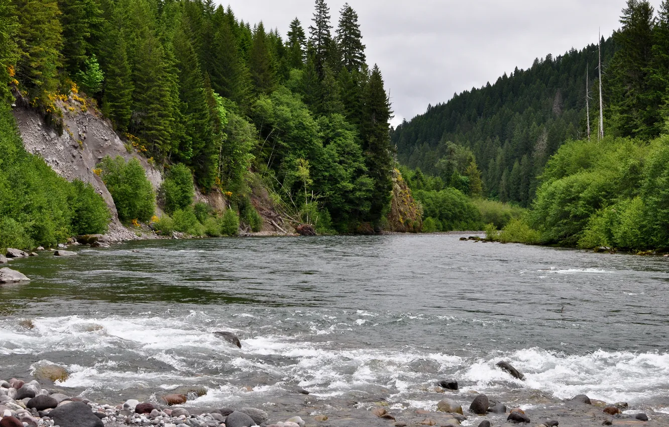 Photo wallpaper forest, trees, mountains, nature, river, stream, slope