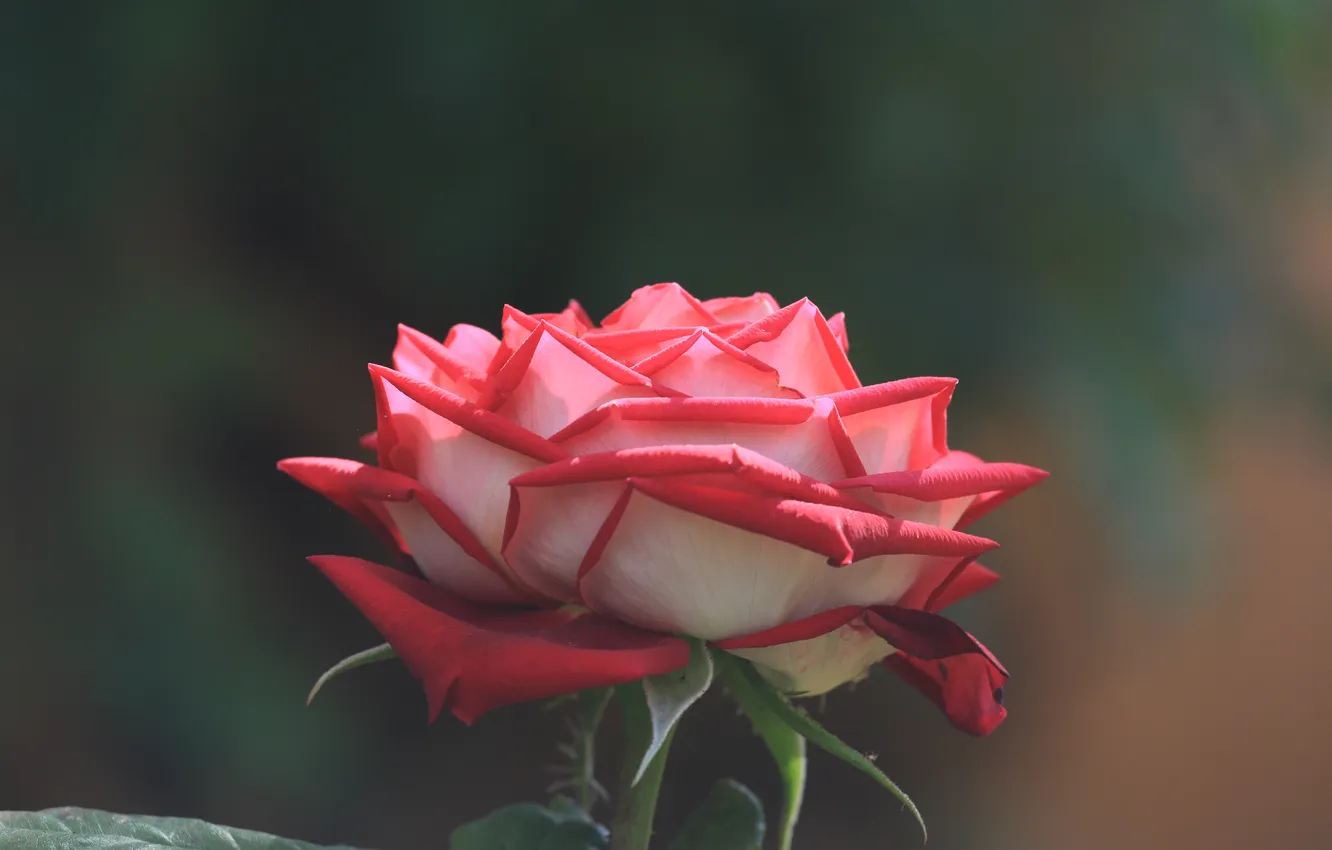 Photo wallpaper flowers, roses, petals