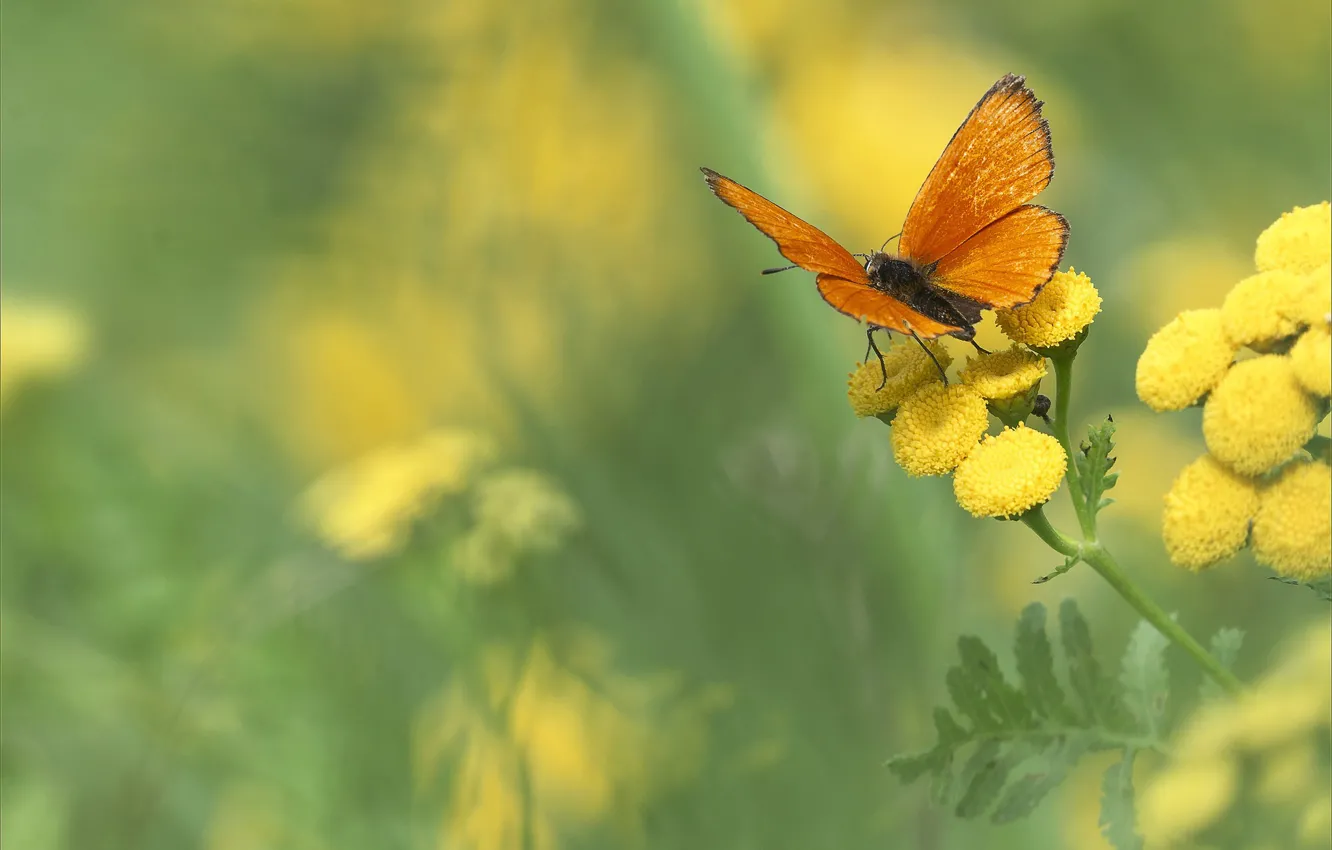 Photo wallpaper flowers, butterfly, bokeh